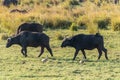 Buffalos grazing on the banks of the Chobe river