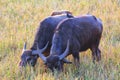 Buffalos grazing on field in forest wallpaper hd