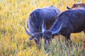 Buffalos grazing on paddy field in jungle hd