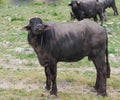 Buffalos grazing in pastures. Animal Farm