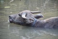 Buffalos like wallowing in the river. Royalty Free Stock Photo