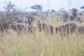 Buffalos at Murchison falls national park in Uganda Royalty Free Stock Photo