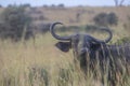 Buffalos at Murchison falls national park in Uganda Royalty Free Stock Photo