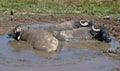 Buffalos relaxing in puddle Royalty Free Stock Photo