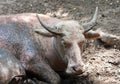 Buffalos relaxing in puddle Royalty Free Stock Photo