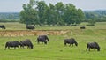 Buffalos\'s grazing in a meadow in the Hungarian countryside