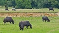 Buffalos\'s grazing in a meadow in the Hungarian countryside