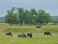 Buffalos\'s grazing in a meadow in the Hungarian countryside