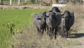 A front view of four Buffalos. Royalty Free Stock Photo