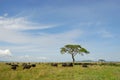 Buffalos in Serengeti Royalty Free Stock Photo