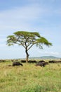 Buffalos in Serengeti Royalty Free Stock Photo