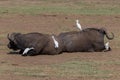 buffalos in the Serengeti park Royalty Free Stock Photo