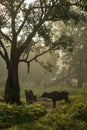 Buffalos standing below tree in early morning light in Nangur Village near Jagdalpur,Chhattisgarh,India