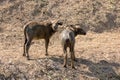 Buffalos standing in short grass