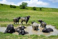 Buffalos in a swamp Royalty Free Stock Photo
