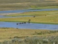 Buffalos at Yellowstone Royalty Free Stock Photo