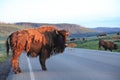 Buffalos,Yellowstone National Park Royalty Free Stock Photo