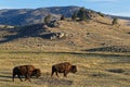 Two buffalos in a Yellowtone Landscape Royalty Free Stock Photo