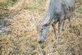 Buffalow eating grass