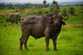 buffel covered with dirt stands mighty in the middle of the field durring safari Royalty Free Stock Photo