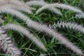 Buffel Grass (Cenchrus Polystachios) Plant