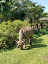 Buffello is Eating The Grass in Villlage in Aceh, Indonesia Royalty Free Stock Photo