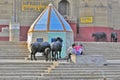 Buffello at shivala ghat Royalty Free Stock Photo