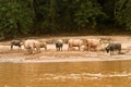 Buffelo and Cows at Ou river, Laos