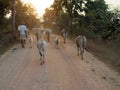 Cows are returning home - Chhindwara