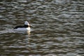 Bufflehead