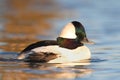 Bufflehead (Bucephala albeola) Royalty Free Stock Photo