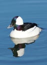 Waterfowl Duck Bufflehead