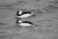 Bufflehead Royalty Free Stock Photo