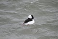 Bufflehead