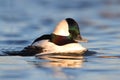 Bufflehead (Bucephala albeola) Royalty Free Stock Photo