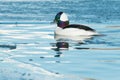 Bufflehead - Bucephala albeola