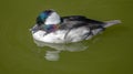 Male Bufflehead Duck