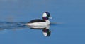 Bufflehead drake duck Bucephalus alveolar