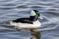 Bufflehead duck Royalty Free Stock Photo