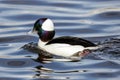 Bufflehead duck Royalty Free Stock Photo