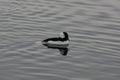 Bufflehead Duck Bucephala albeola Royalty Free Stock Photo