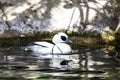 BuffleHead duck.