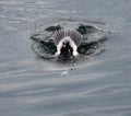 Bufflehead Duck Diving