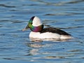 Bufflehead Duck Male in Bay Royalty Free Stock Photo