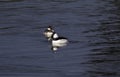 A bufflehead duck in the water swimming Royalty Free Stock Photo