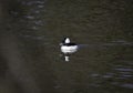 A bufflehead duck in the water swimming Royalty Free Stock Photo