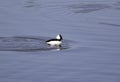 A bufflehead duck in the water swimming Royalty Free Stock Photo