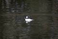 A bufflehead duck in the water swimming Royalty Free Stock Photo
