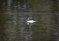 A bufflehead duck in the water swimming Royalty Free Stock Photo
