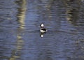A bufflehead duck in the water swimming Royalty Free Stock Photo